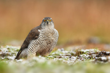 Northern goshawk (Accipiter gentilis)