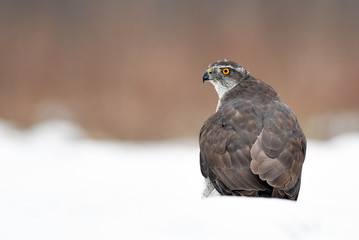 Northern goshawk (Accipiter gentilis)