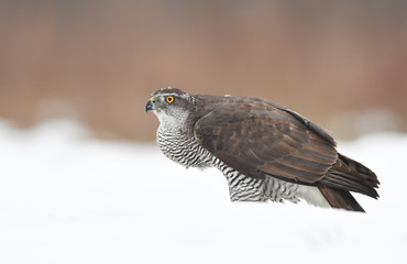 Northern goshawk (Accipiter gentilis)