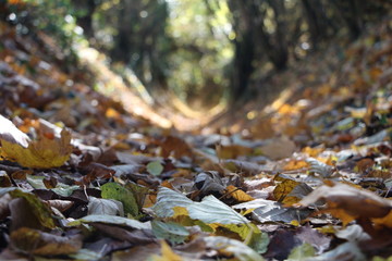 Obraz na płótnie Canvas Herbstlicher Waldweg mit Laub