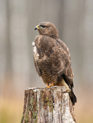 Common buzzard (Buteo buteo)