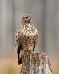 Common buzzard (Buteo buteo)