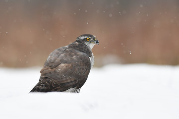 Northern goshawk (Accipiter gentilis)