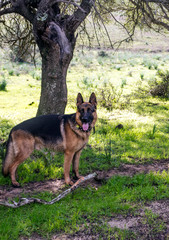 Dog playing on the grass on a sunny day