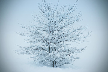 The tree covered with hoarfrost in a fog. Young tree covered with snow in a field after a snow cyclone in Europe