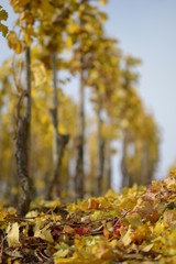 Goldener Herbst in Ürzig an der Mosel