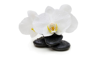 Fototapeta na wymiar Spa white orchid with massage stones on white
