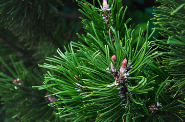 green needles spruce's in the forest