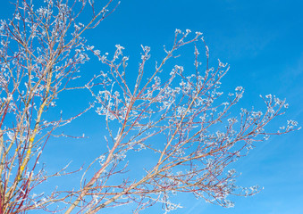 Closeup of branches of a tree, covered with rime frost against a blue sky