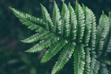 Green fern Leafs in garden background..