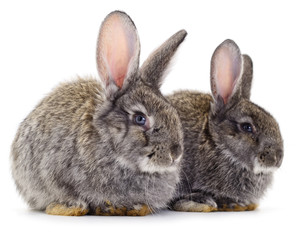 Two gray rabbits isolated
