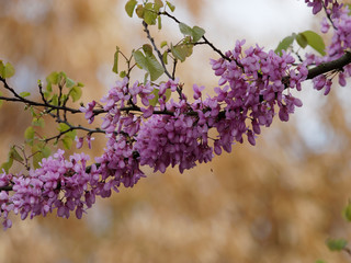 Cercis siliquastrum - Arbre de Judée  ou Gainier silicastre avec ses rameaux remplis de fleurs rose pourpre printannières