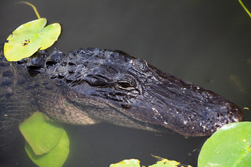 Krokodil
