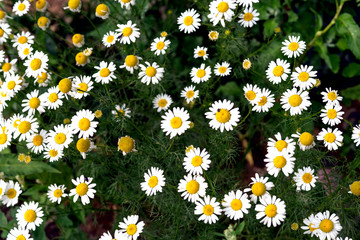 a lot of white field chamomile, Russian birch, sunny summer day