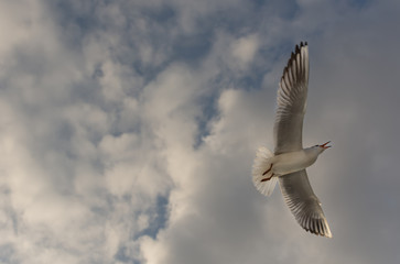 Fototapeta premium Seagull flying in a cloudy sky