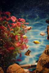 Fototapeta na wymiar Colorful fish in the aquarium