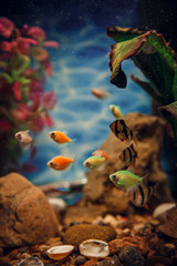 Colorful fish in the aquarium