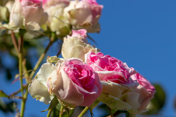 Rose flowers blooming in autumn, Yachiyo city, Chiba prefecture, Japan