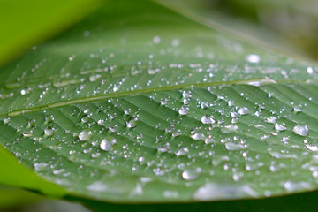 broad leaf with rain drops