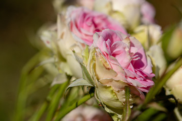 Rose flowers blooming in autumn, Yachiyo city, Chiba prefecture, Japan