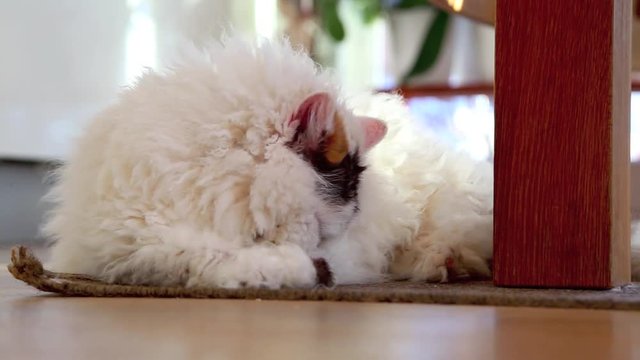 Selkirk Rex Katze liegt im Wohnzimmer und putzt sich, Fellpflege full HD 1080p Video Footage