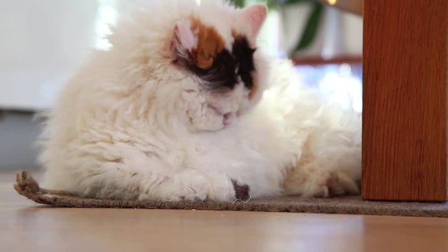 Selkirk Rex Katze liegt im Wohnzimmer und putzt sich, Fellpflege full HD 1080p Video Footage