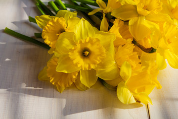 Yellow daffodils. Daffodils on white background. Garden flowers. Yellow daffodil flowers on white background. copyspace