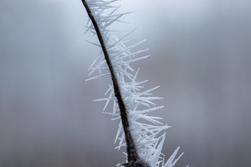 Eisstachel am Ast