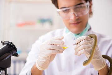 Obraz premium Male scientist extracting poison from snake for drug synthesis