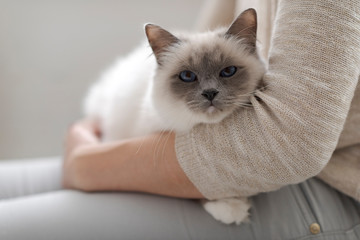 Woman holding a beautiful cat on her lap