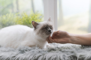 Woman caressing a cat lying on a fluffy carpet