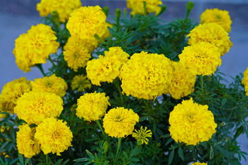 Beautiful yellow daisies in autumn in Santorini