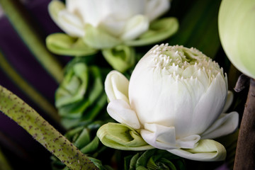 Flor de loto, Nelumbo nucifera, de color blanco, símbolo de Buda. Los lotos simbolizan la resurrección, el color blanco la naturaleza inmaculada y la pureza. - obrazy, fototapety, plakaty
