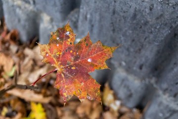 Autumn colorful leaves. Slovakia