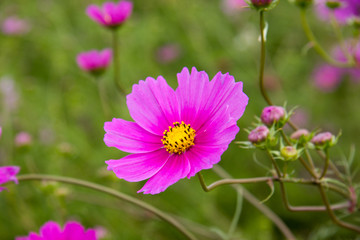 Obraz premium Pinke Blume mit gelben Blütenkern