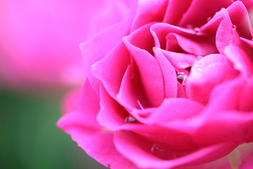 薔薇のクローズアップ