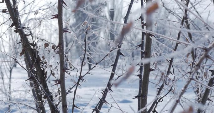 Snow-covered trees, dry reeds in the snow, Bright sunlight falling with snow, snowflakes falling from the trees.