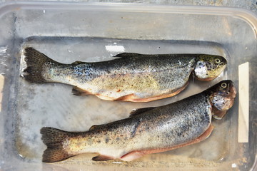 fresh Fried trout prepared for grill