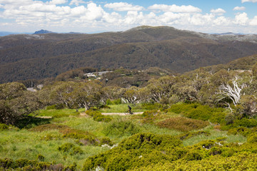 Obraz premium Mount Buller Walking and Biking Trails in Summer