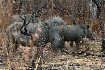 Fototapeta premium Nosorożce na sawannie Zimbabwe
