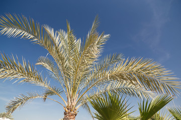 Obraz na płótnie Canvas Palm trees in the blue sunny sky.