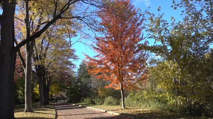Long Shot Of Elderly Couple Walking Through The Park