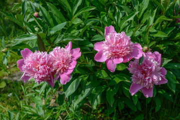 Group of bright pink peony flowers is on green background.