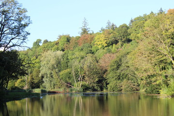 Fototapeta na wymiar Harry Phelan Trees by the Lake