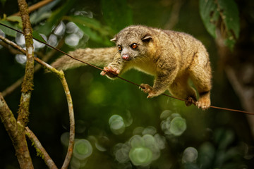 Bushy-tailed Olingo - Bassaricyon gabbii also known as the Northern olingo, is a tree-dwelling cute...