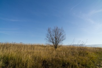 Sunny day on meadow with trees and views. Slovakia	