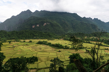 Beautiful greenery rice field from mountain view.