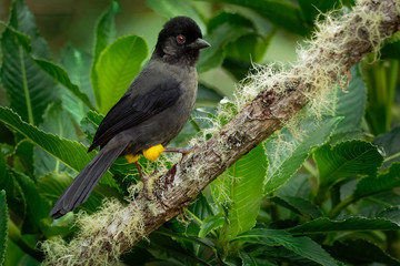 Yellow-thighed Finch - Pselliophorus tibialis is passerine bird which is endemic to the highlands of Costa Rica and western Panama