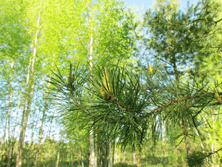 Fototapeta premium A branch with a lump in a real forest
