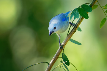 Blue-grey Tanager - Tangara episcopus medium-sized South American songbird of the tanager family, Thraupidae